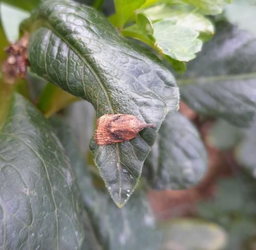 Platynota stultana
